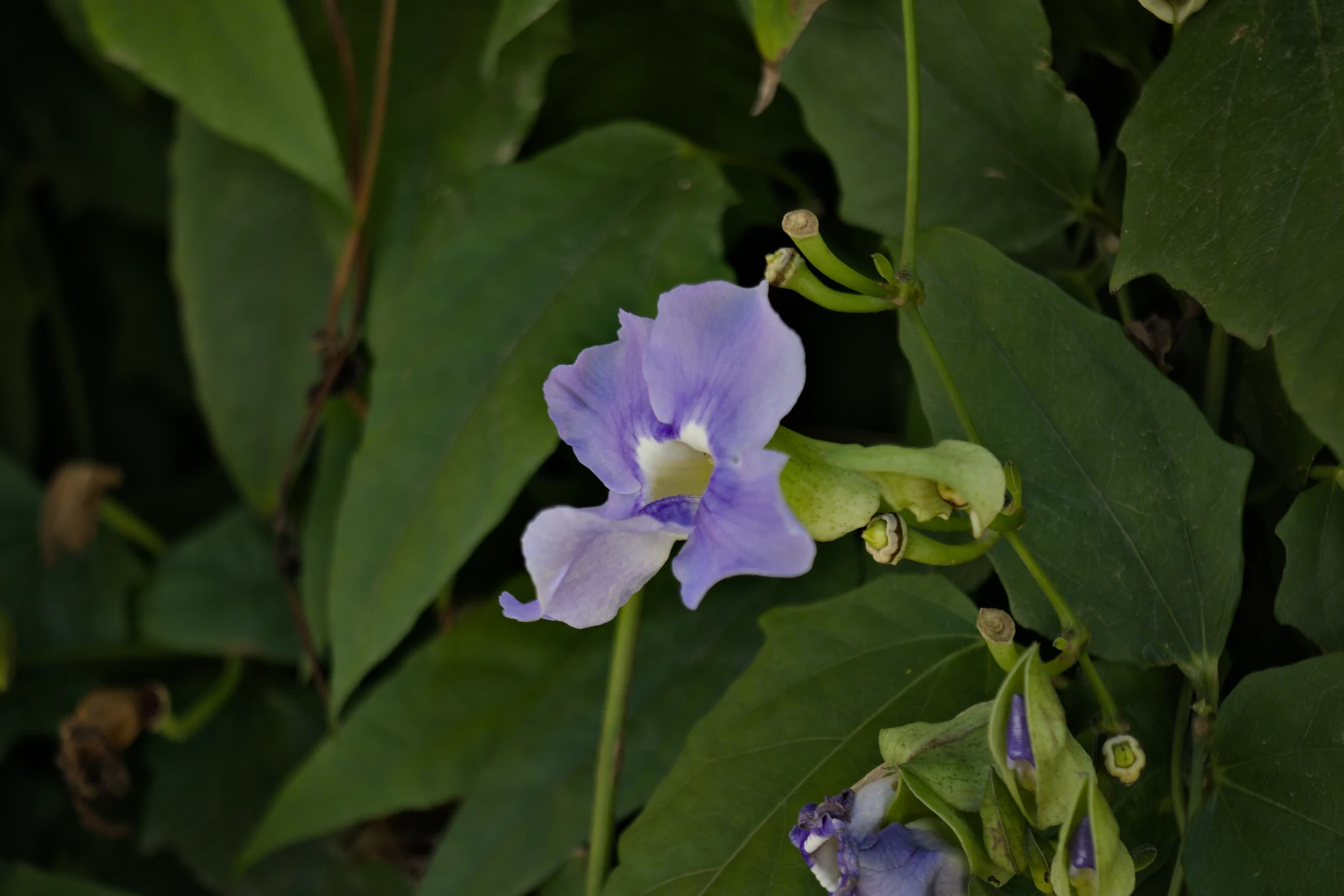 Industar-50-2 50mm f3.5 (M42) - _I4A2433.webp